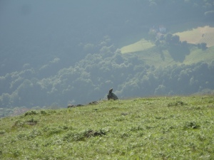 Vulture in the Pyrennes